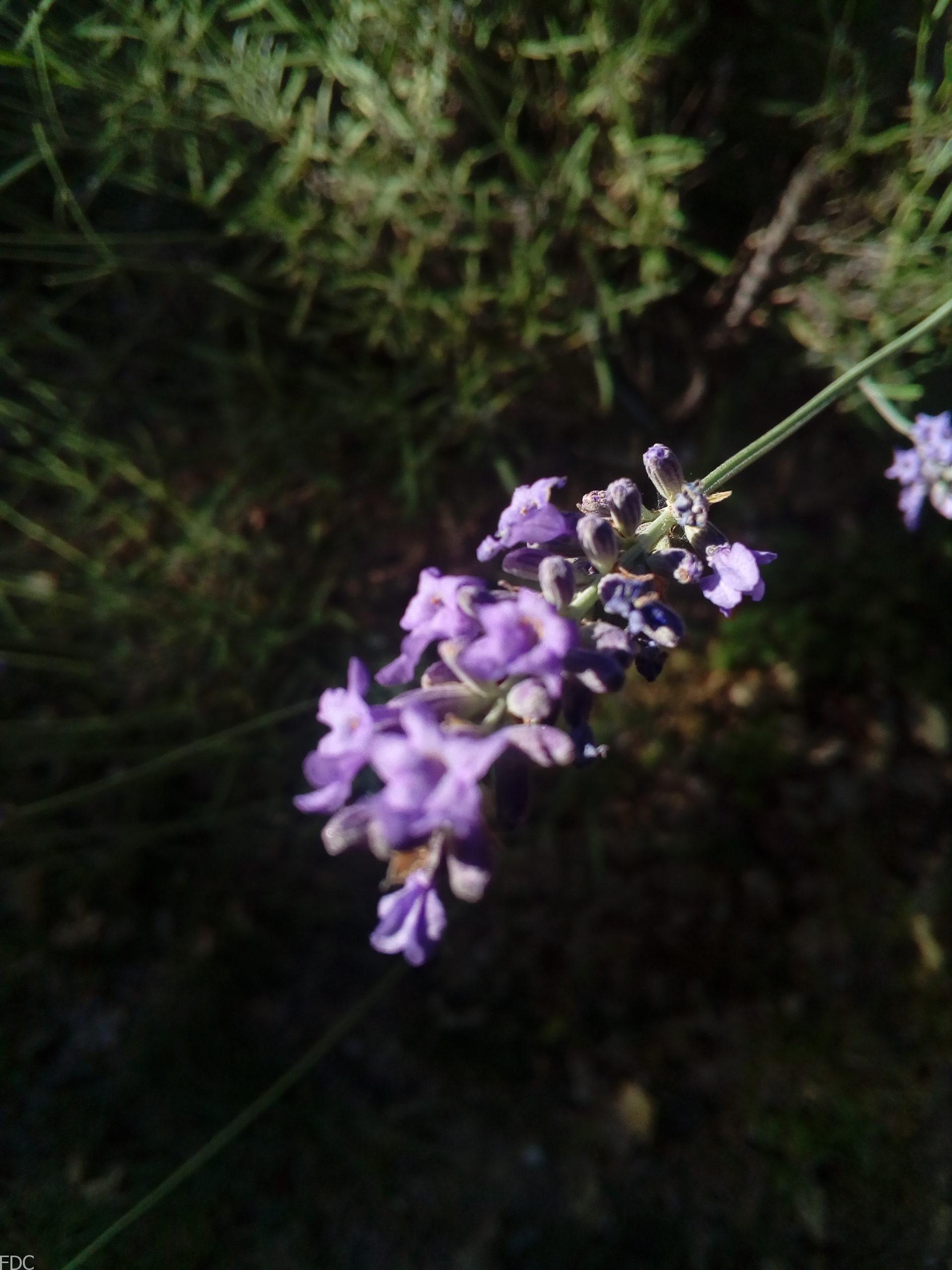 Fleur de lavande