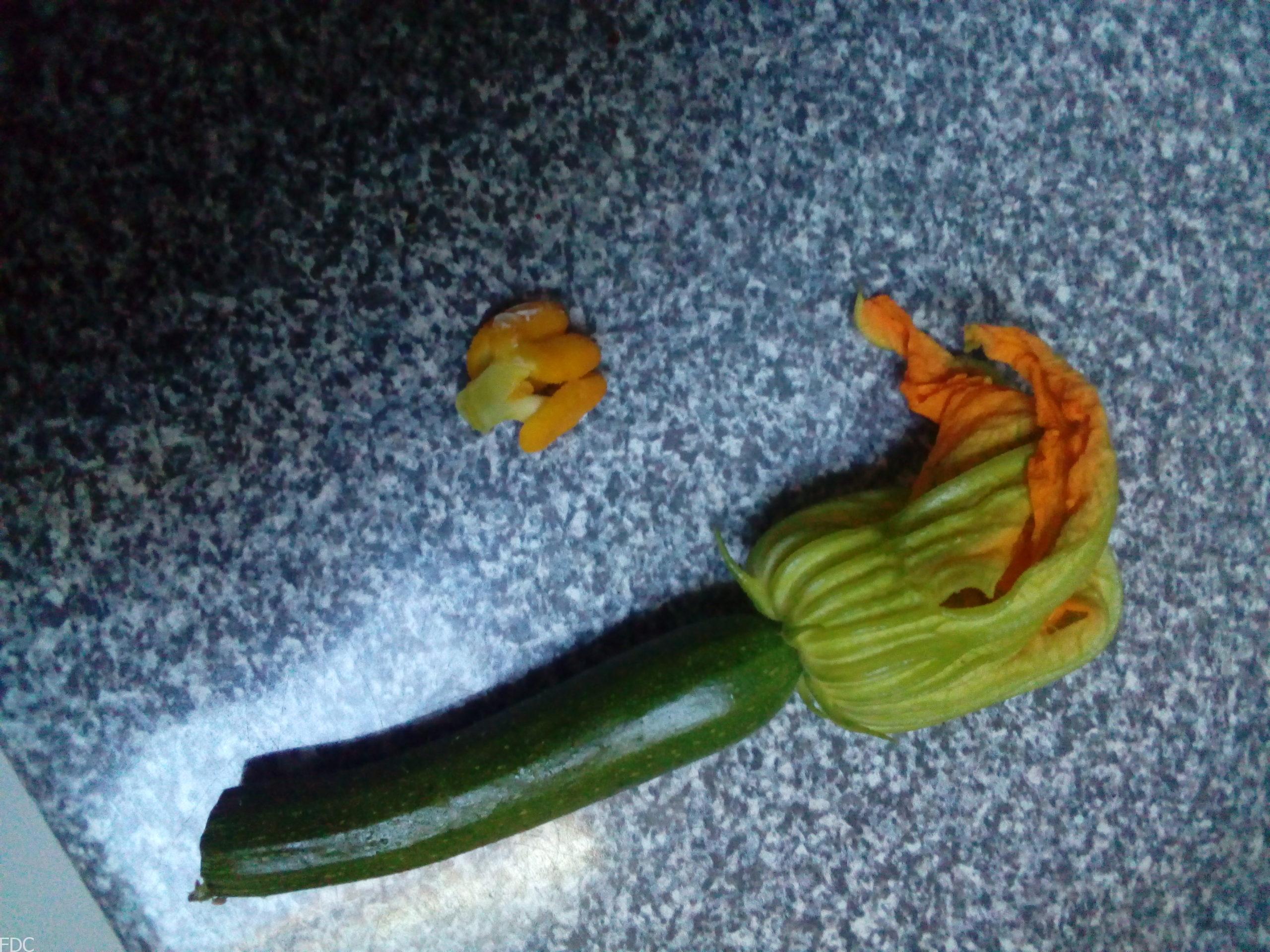 Décrochage du pistil