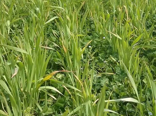 blé et trèfle 2 blé et trèfle 2