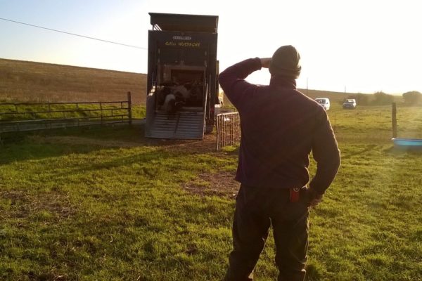 brebis sur terre 2 brebis sur terre 2