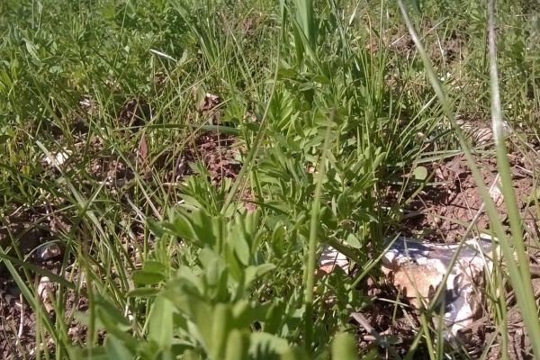 lentilles 1 lentilles 1