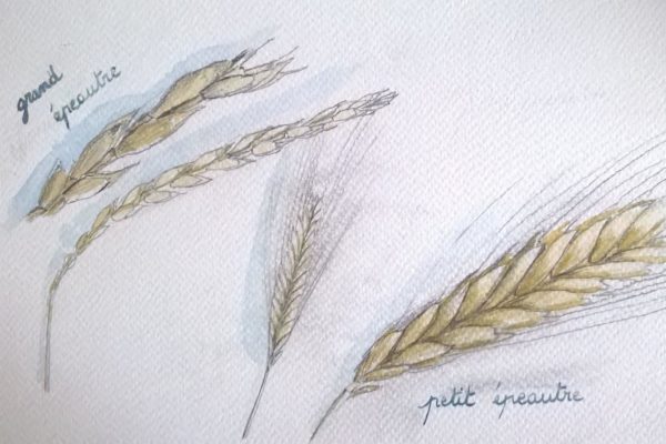 reconnaitre les céréales reconnaitre les céréales